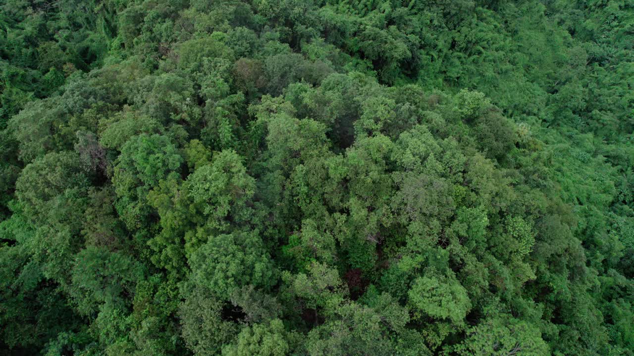 无人机在泰国南的原始丛林热带雨林上空拍摄。鸟瞰图,视频下载