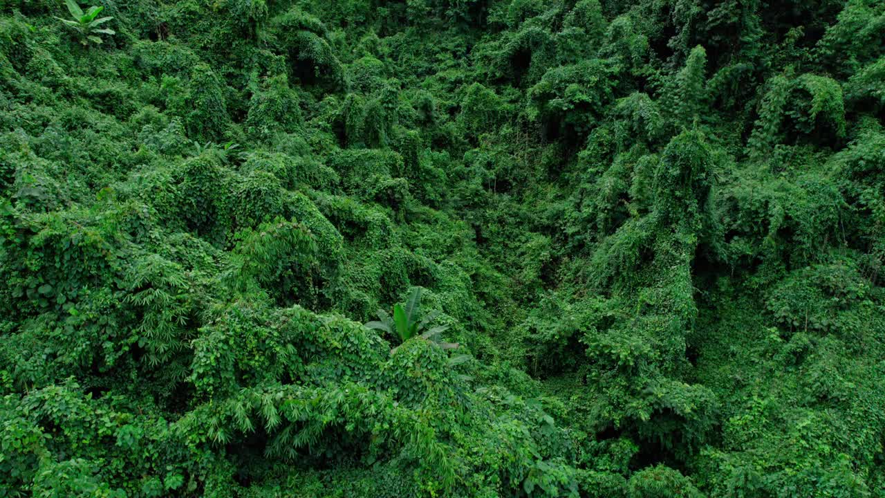 无人机在泰国南的原始丛林热带雨林上空拍摄。鸟瞰图,视频素材