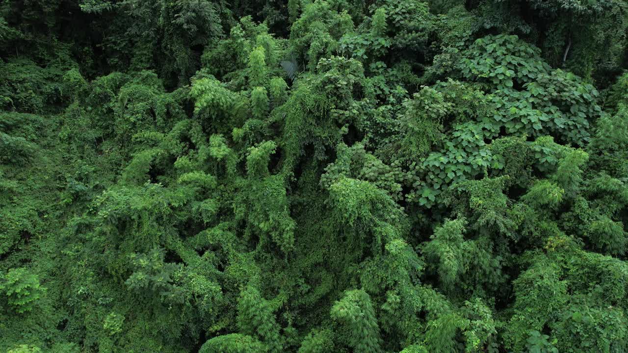 无人机在泰国南的原始丛林热带雨林上空拍摄。鸟瞰图,视频素材