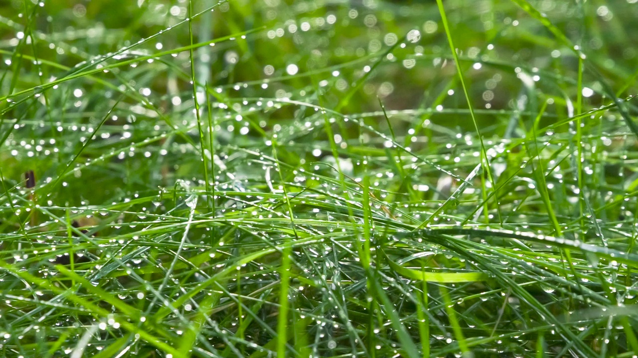 雨后的小草视频素材