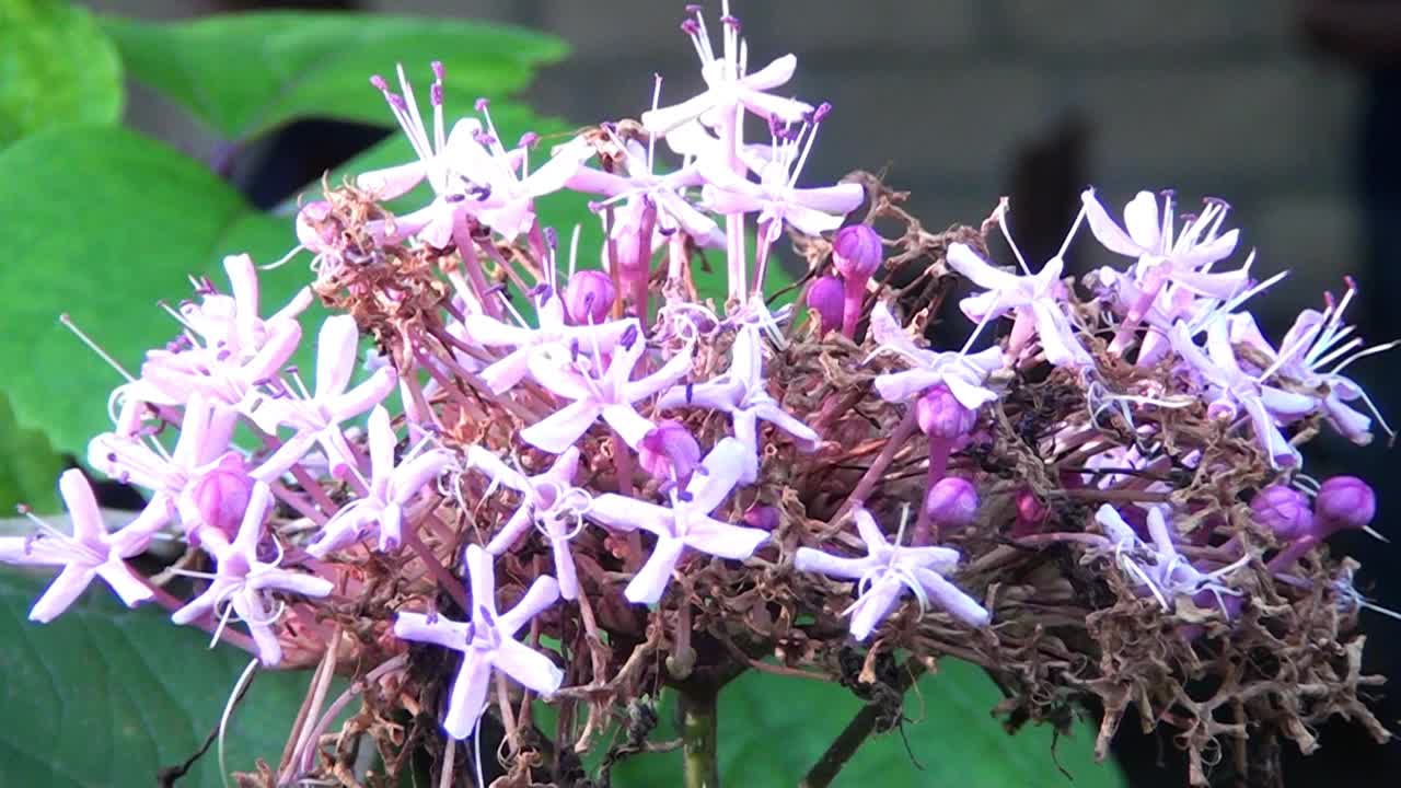 花园中一朵白花的特写视频素材