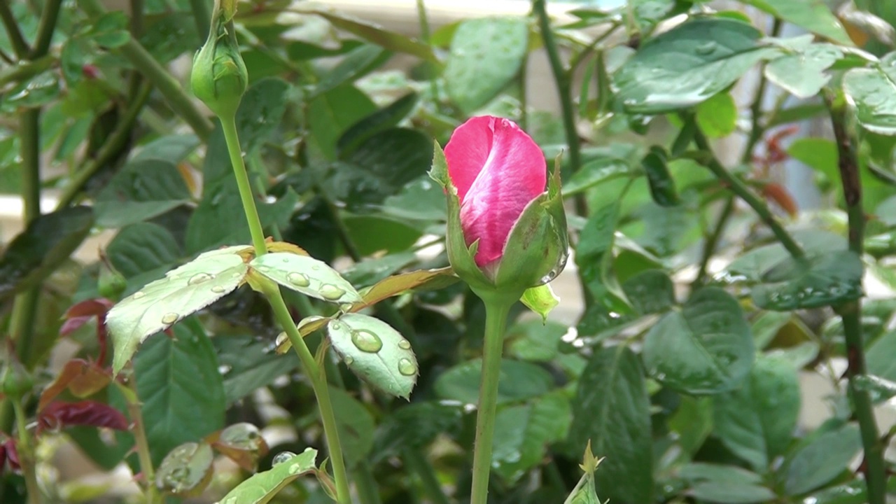 花园里的花视频素材