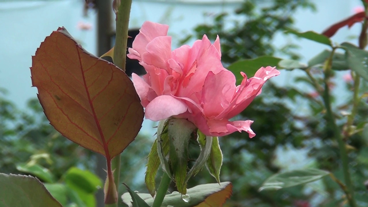 花园里的红玫瑰视频素材