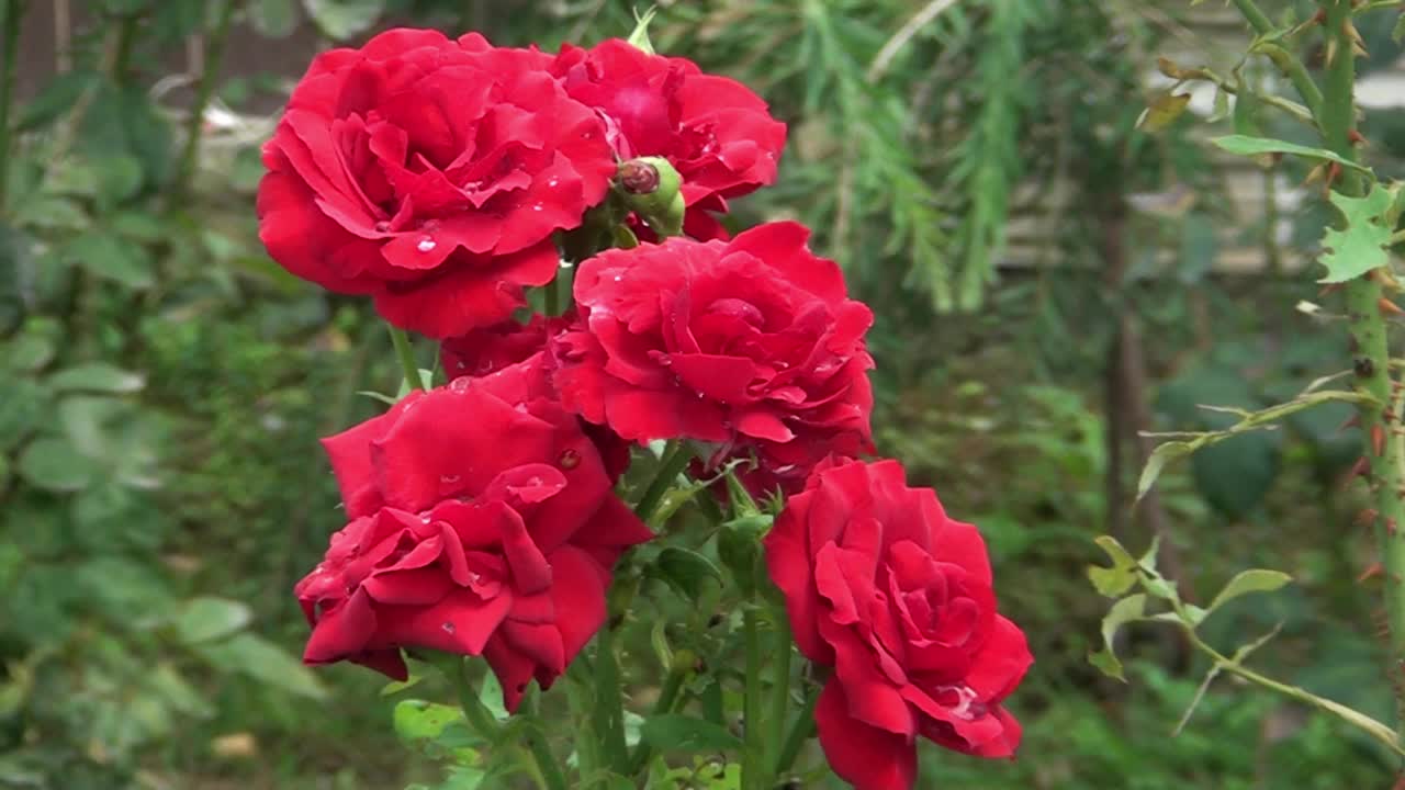 美丽的花朵，花园里的红玫瑰视频素材