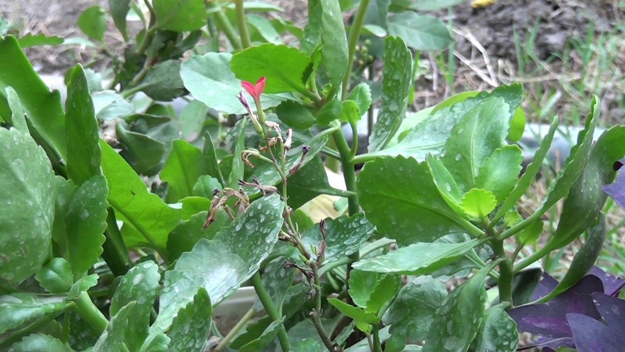 夏天美丽的花朵视频素材