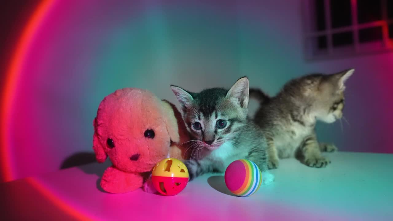 夕阳下嬉戏的小猫和玩具。视频素材