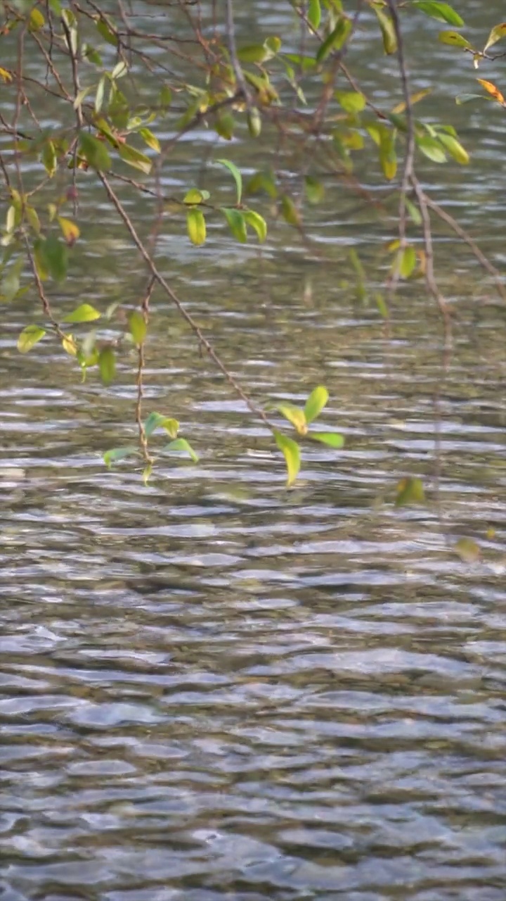 特写宁静的河水视频素材