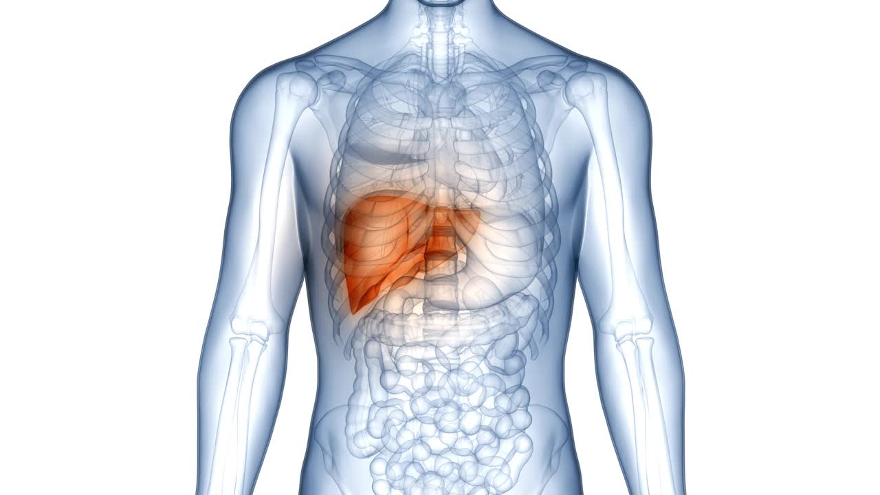 人体内部消化器官肝脏解剖动画概念视频素材