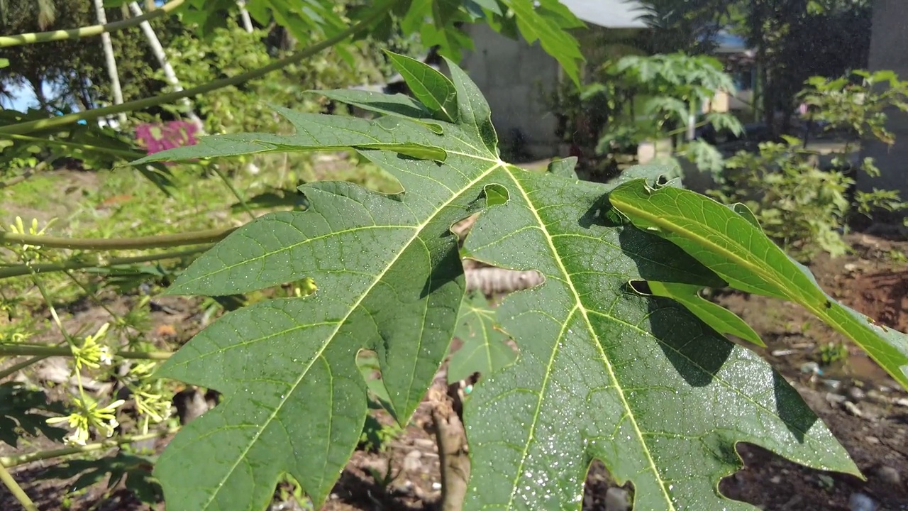 木瓜叶用水喷洒视频素材