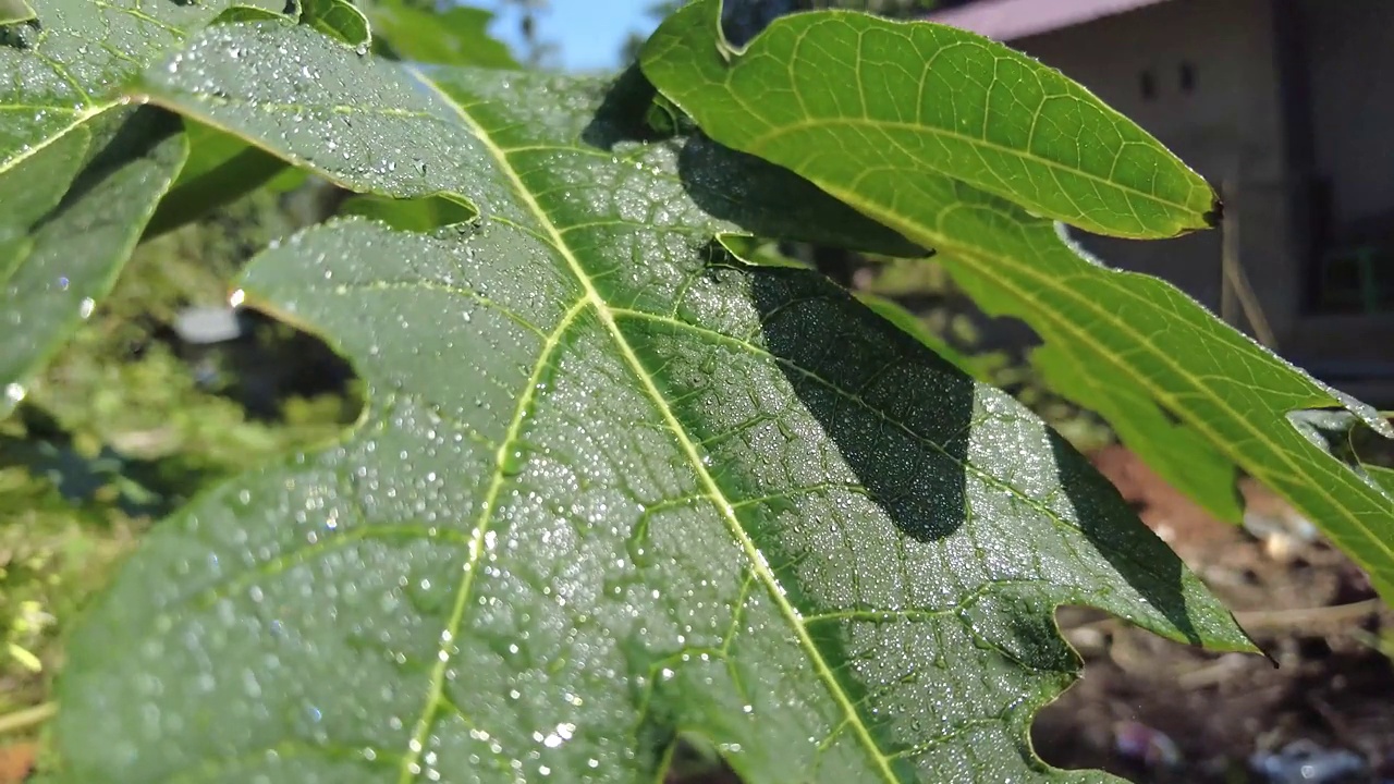 木瓜叶用水喷洒视频下载