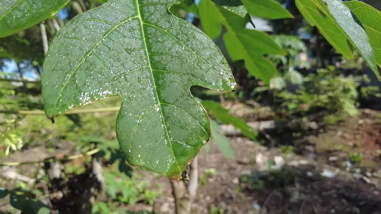 特写木瓜的叶子和叶子里的水视频下载