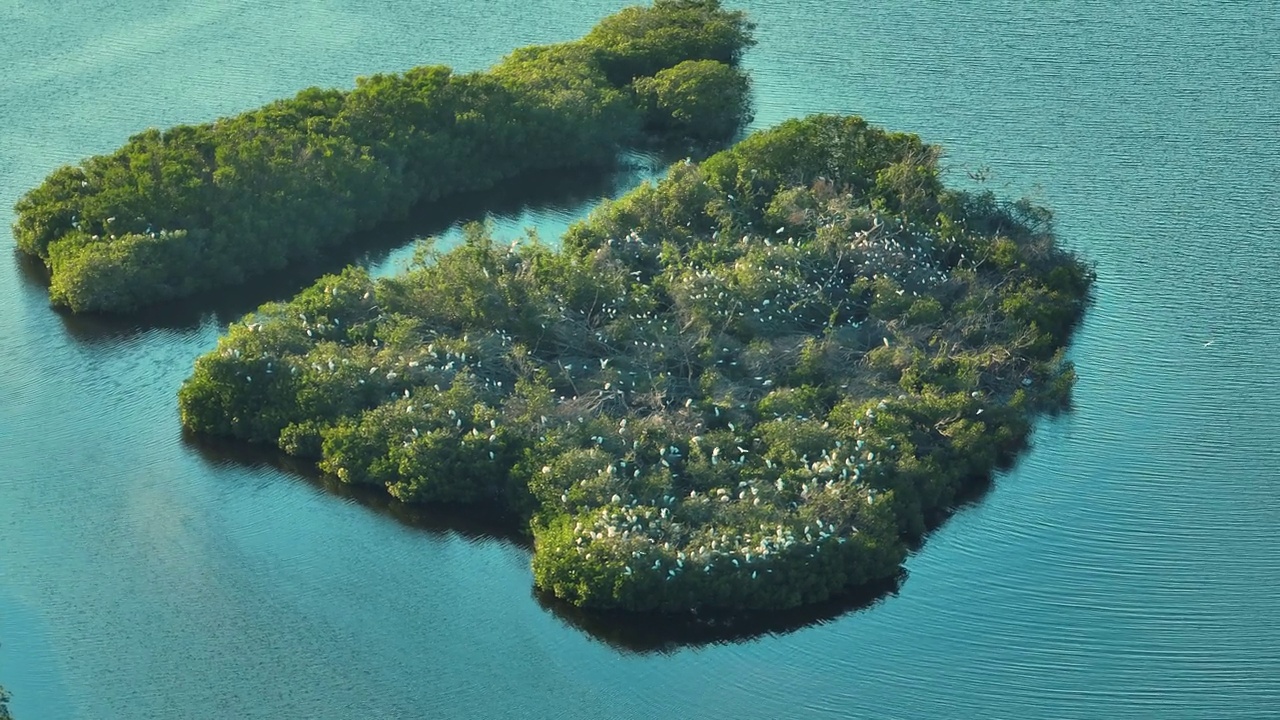 从佛罗里达湿地上俯瞰，成群的白鹭和苍鹭在海水之间的绿色沼泽植被上。野生动物在受保护的自然栖息地视频素材