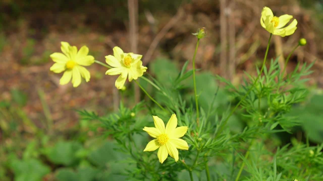 黄色花，硫磺宇宙，墨西哥紫菀花盛开美丽的春天在花园里，模糊的自然背景视频素材