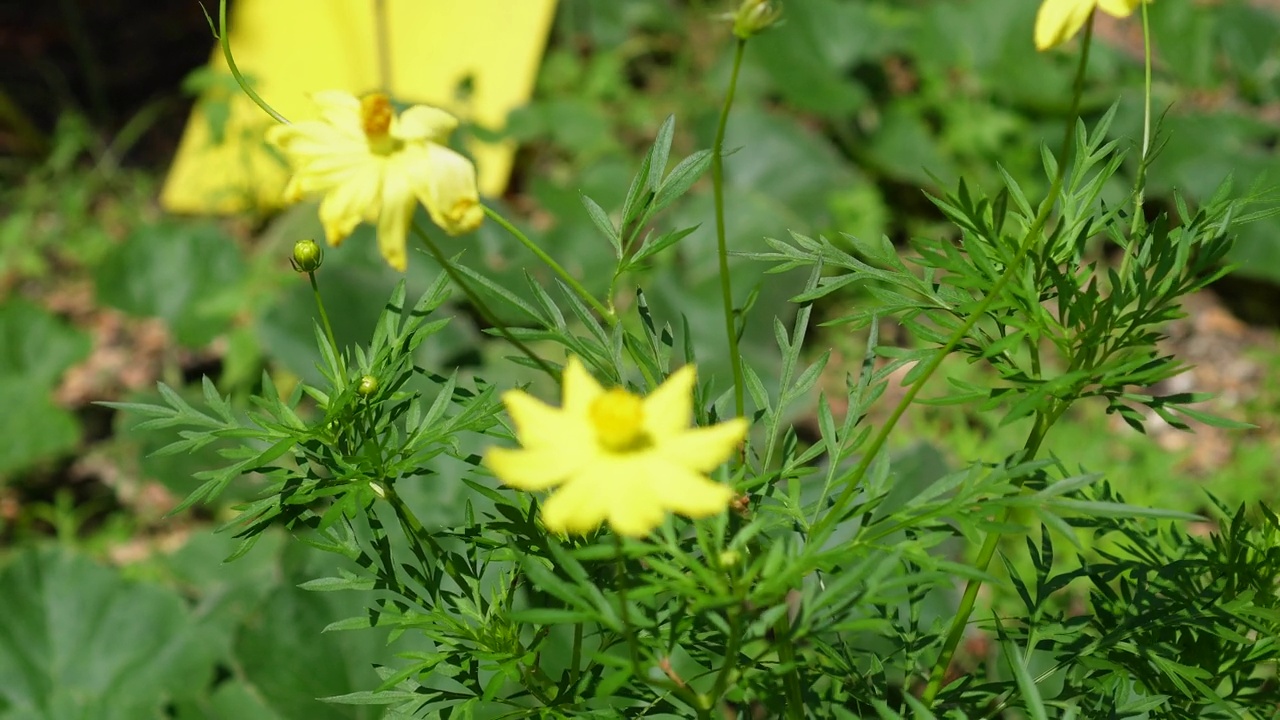 黄色花，硫磺宇宙，墨西哥紫菀花盛开美丽的春天在花园里，模糊的自然背景视频素材