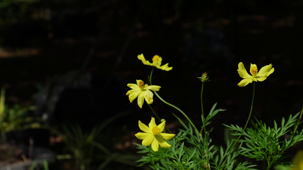 黄色花，硫磺宇宙，墨西哥紫菀花盛开美丽的春天在花园里，模糊的自然背景视频素材