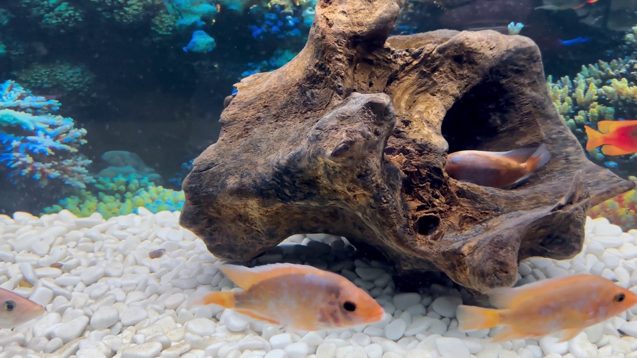 水族馆里奇异的橙色鱼视频素材