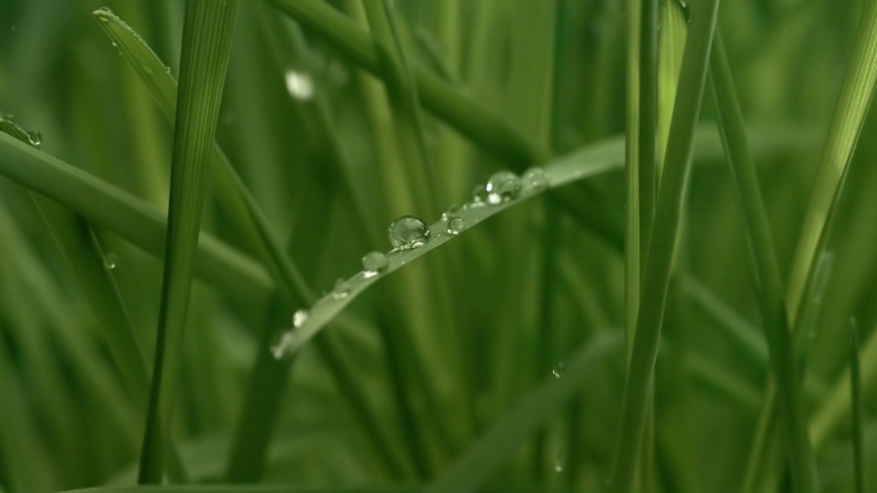 绿色的草地特写，雨滴慢慢地落在草地上。视频素材