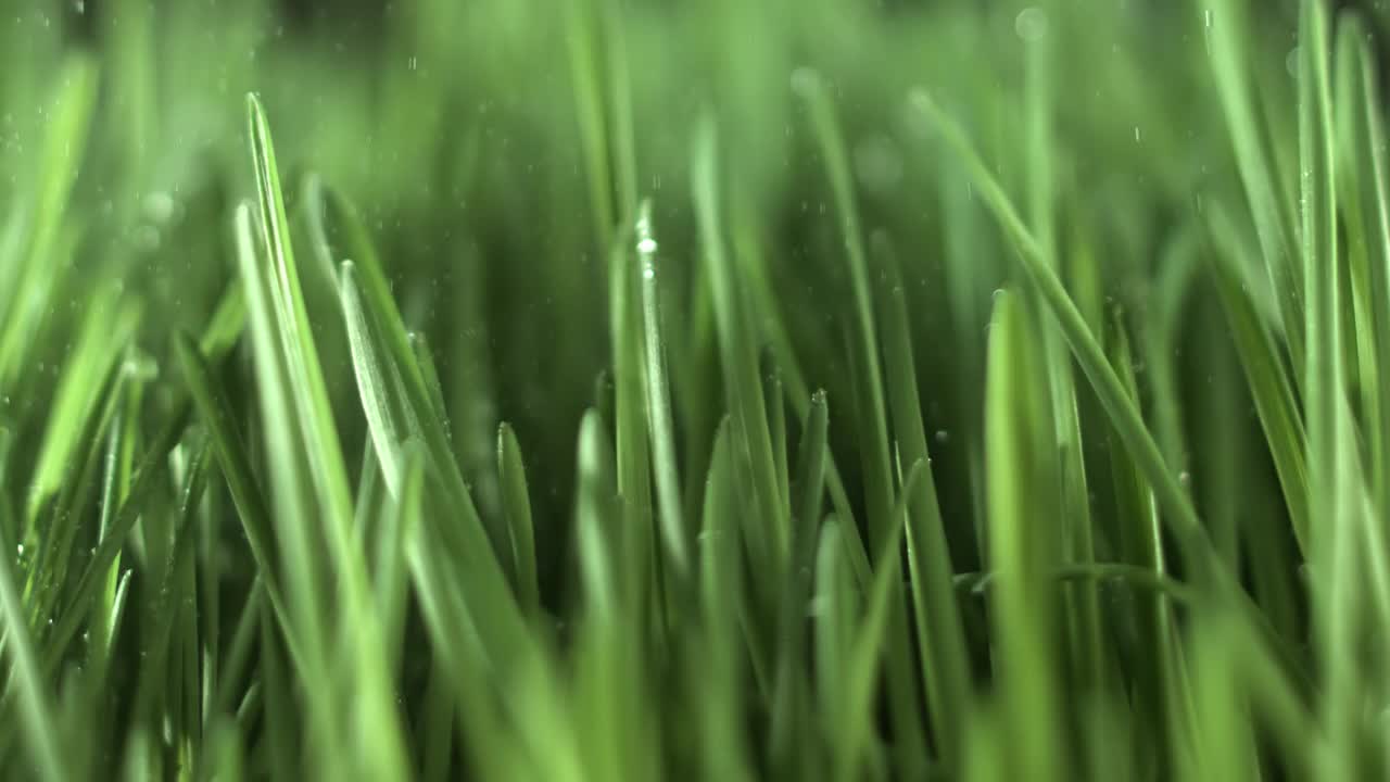 绿色的草地特写，雨滴慢慢地落在草地上。视频素材