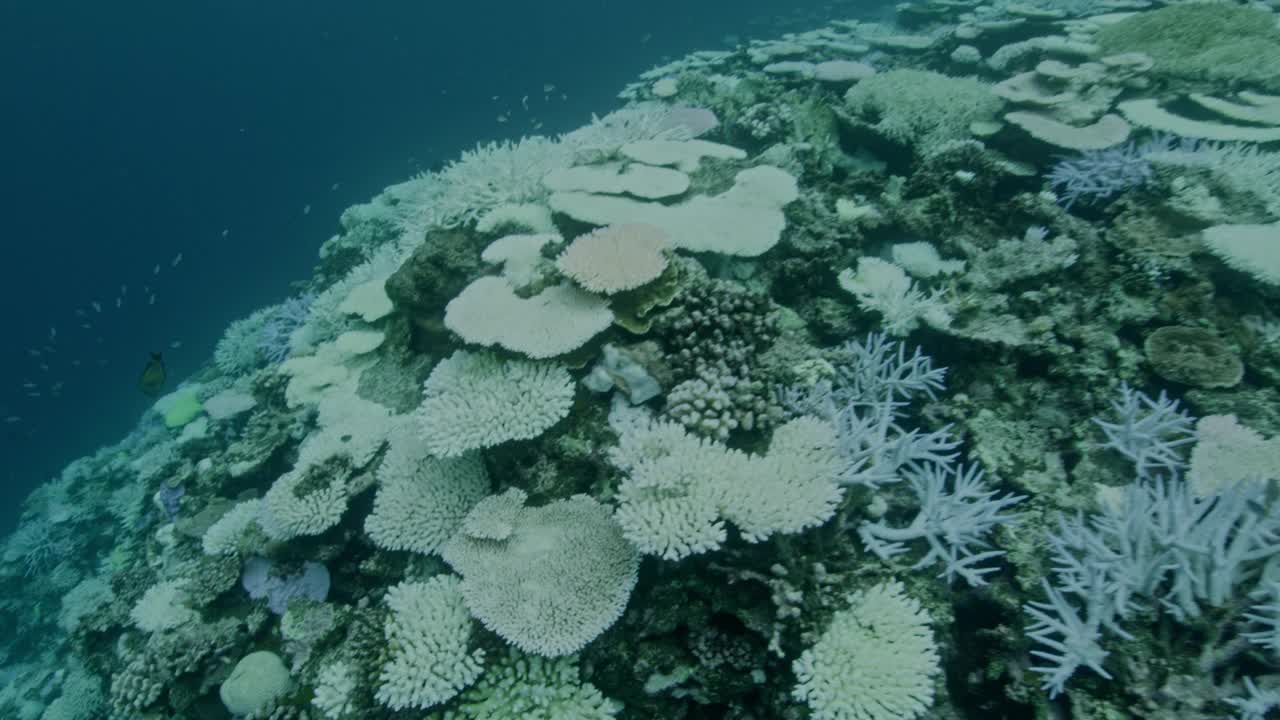 珊瑚漂白视频下载