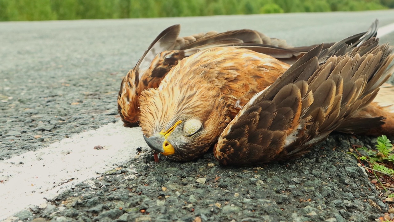 一只野生猛禽在高速公路上与一辆汽车相撞而死亡。视频素材