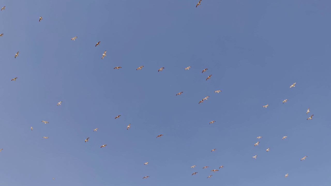 一群海鸥在天空中翱翔视频素材