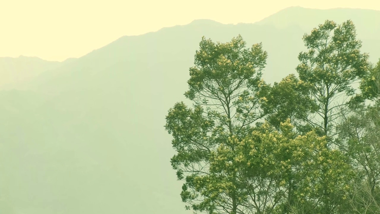 树梢随风轻拂，背景是薄雾缭绕的群山视频下载