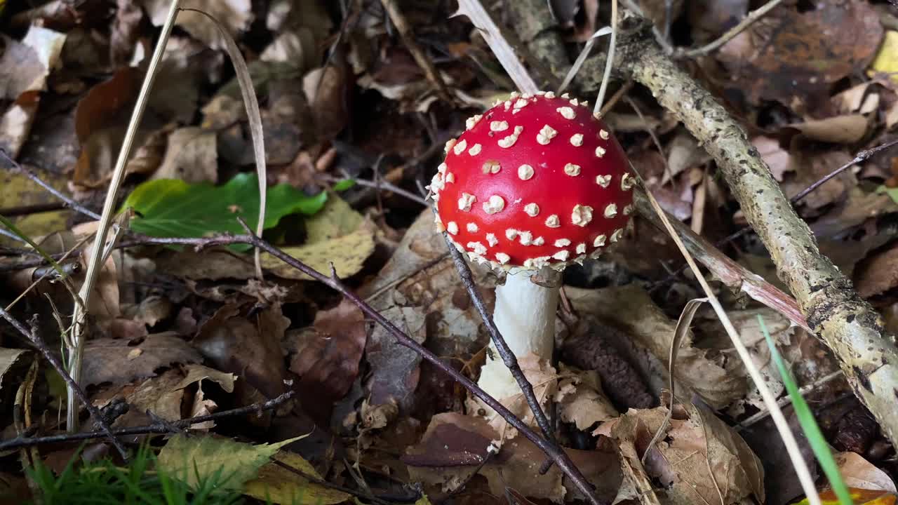 一种生长在落叶丛中的森林蘑菇视频素材