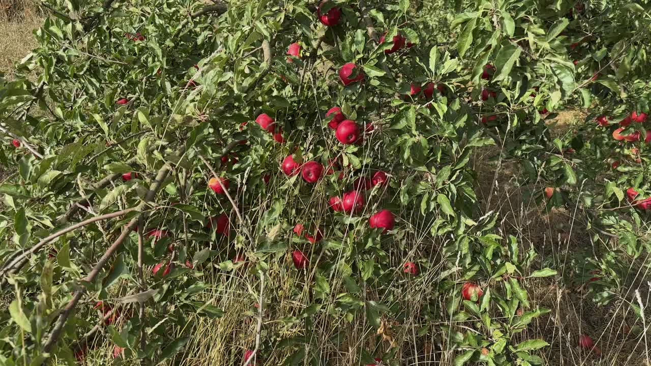 枯草间的苹果树树枝上挂着红苹果视频素材