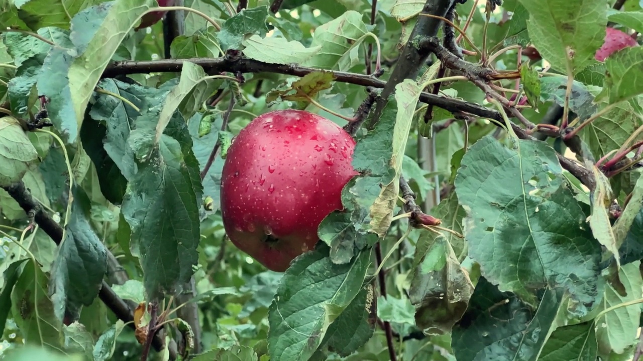 雨天果园里树枝上的红苹果视频素材