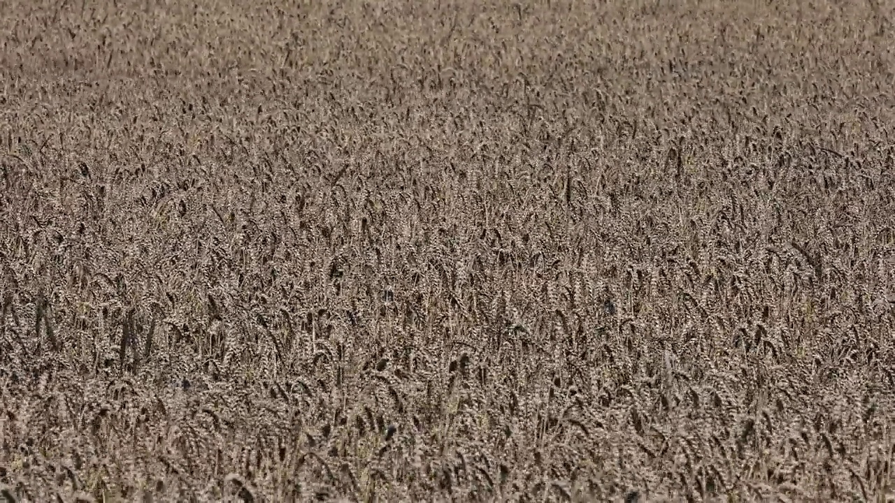 收获期间，田地里有昂贵的小麦视频素材