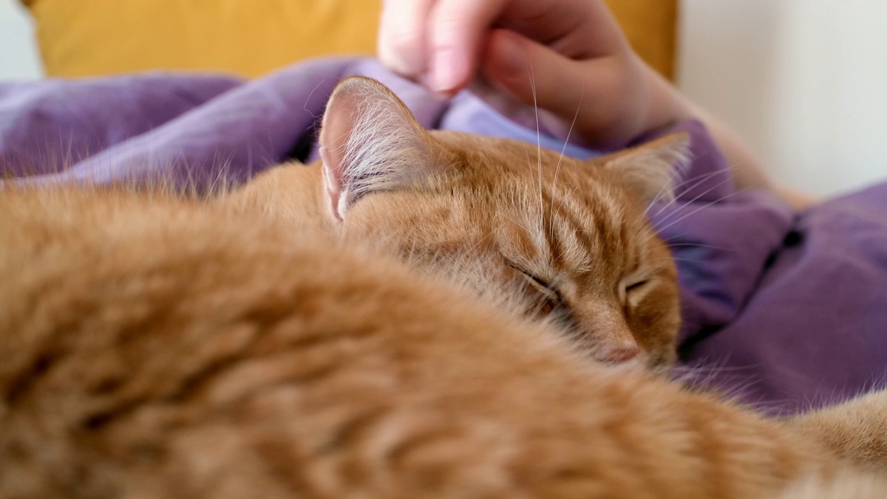 年轻女子和她的宠物姜黄色猫躺在床上休息。红猫和它的主人睡在一起视频素材