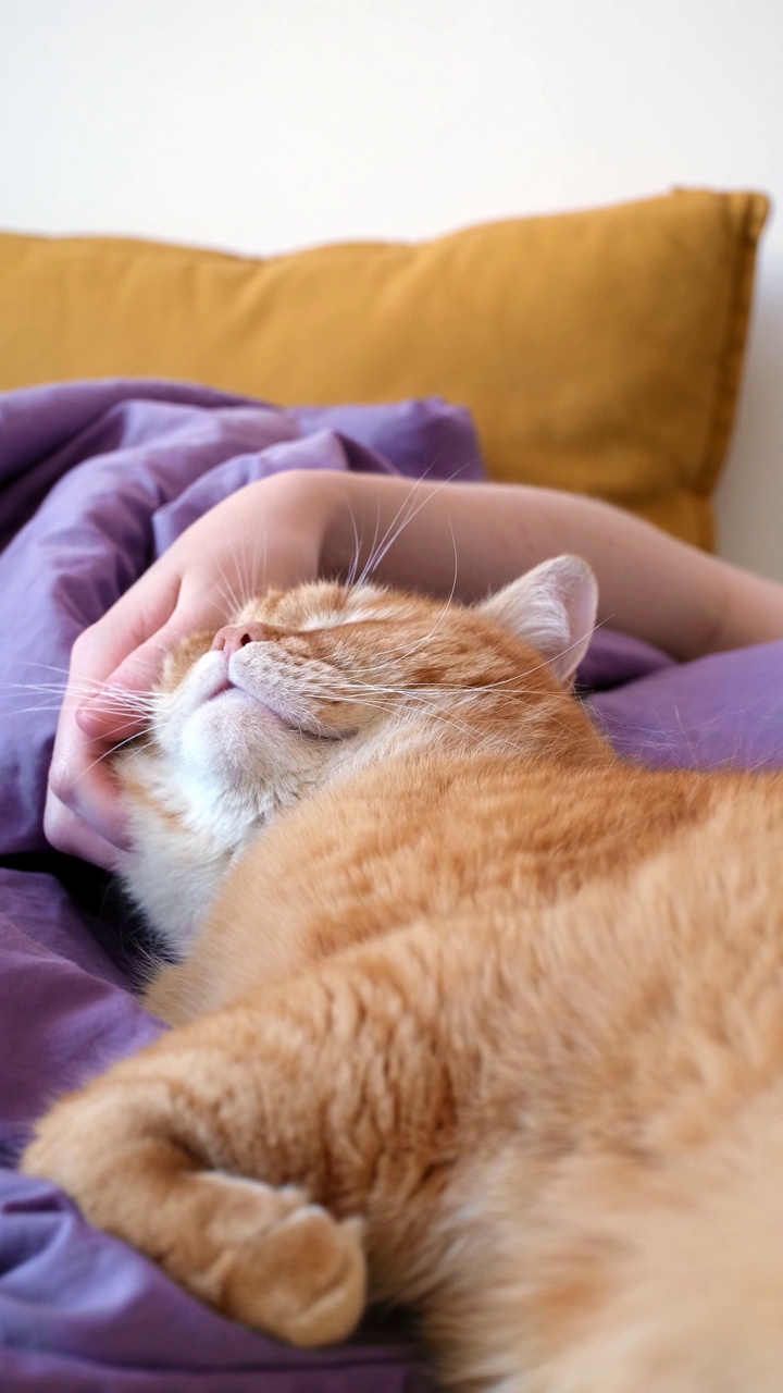 年轻女子和她的宠物姜黄色猫躺在床上休息。红猫和他的主人睡觉，垂直格式视频下载