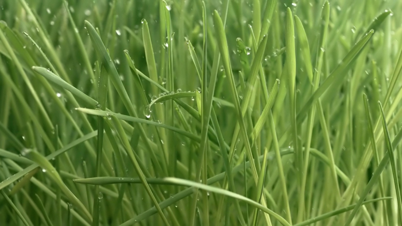 绿色的草地特写，雨滴慢慢地落在草地上。视频素材