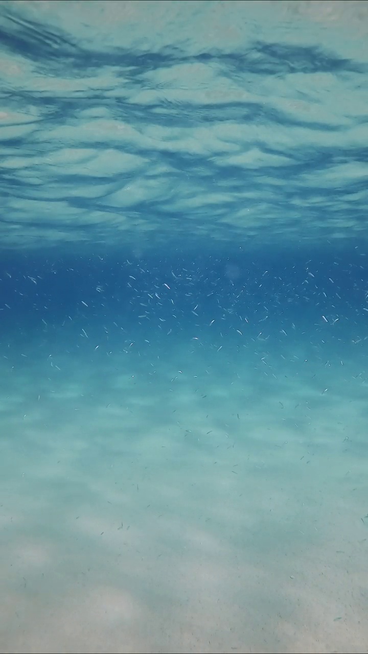 许多小鱼在浅水区的蓝色水中游过水面视频素材