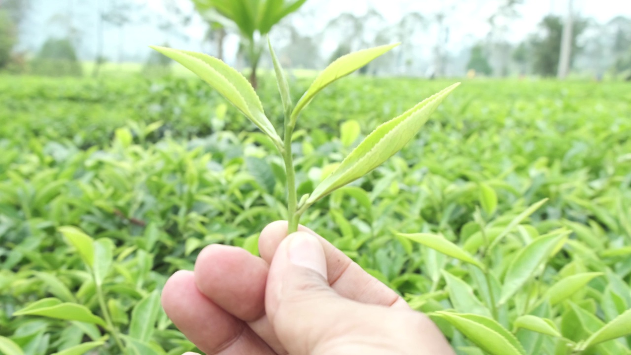 手捧茶叶，背景是茶园视频下载