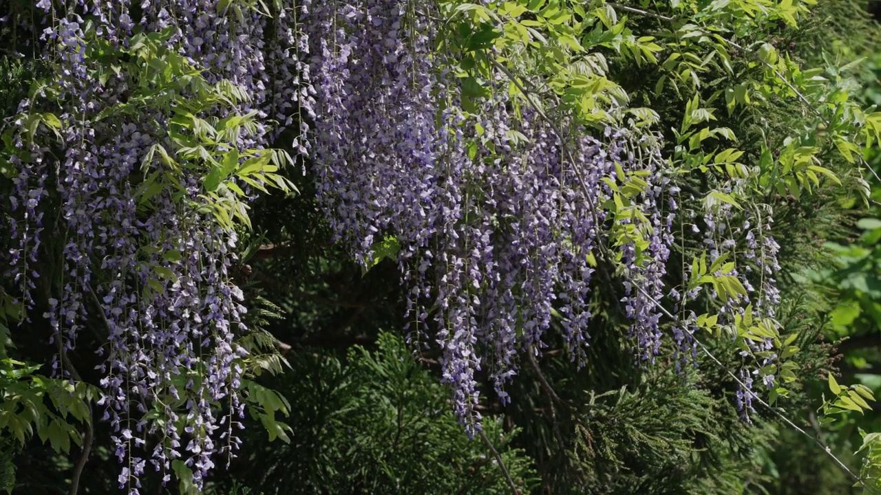 紫藤花在风中摇曳视频素材