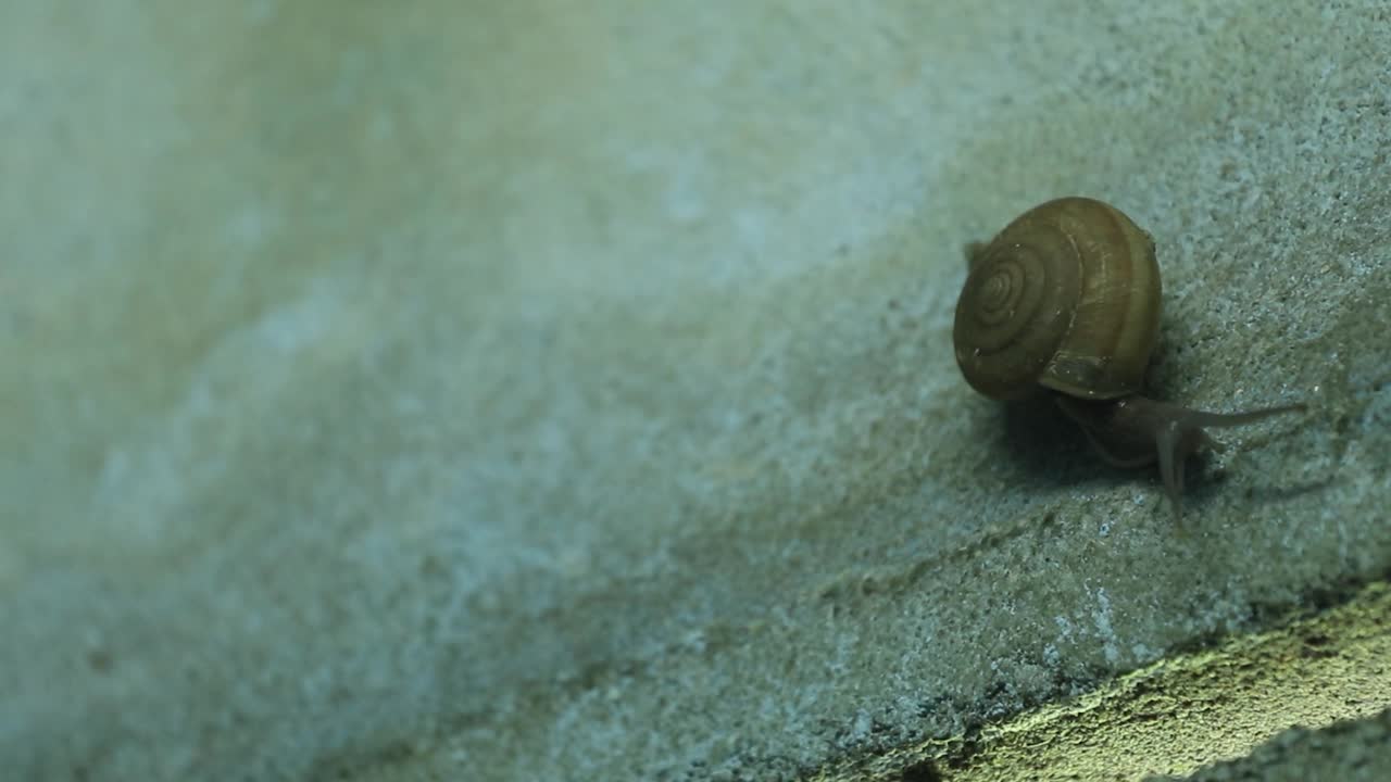 在雨季和初冬季节大量出现的水泥地面上，蜗牛以黏液生物的形式行走或爬行，这对农民的庄稼和许多作物都是毁灭性的。视频下载