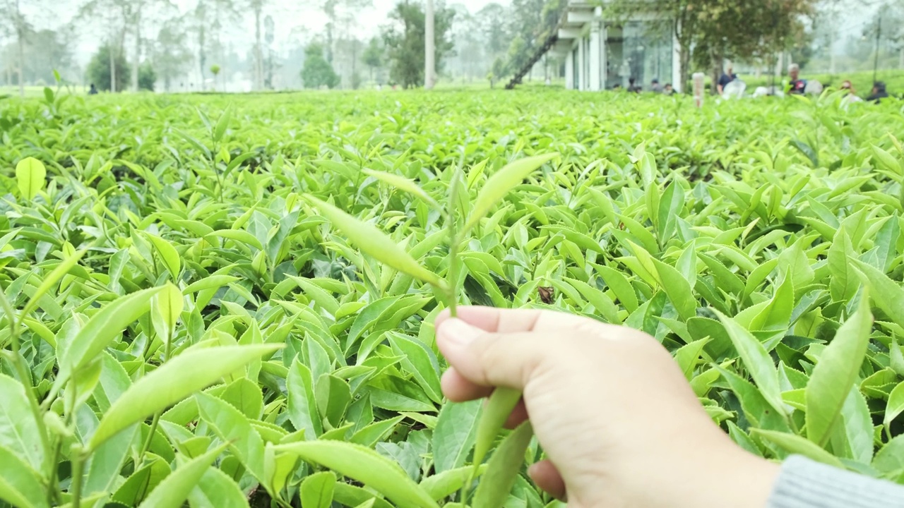 跳舞的手拿着茶叶，背景是茶园视频素材