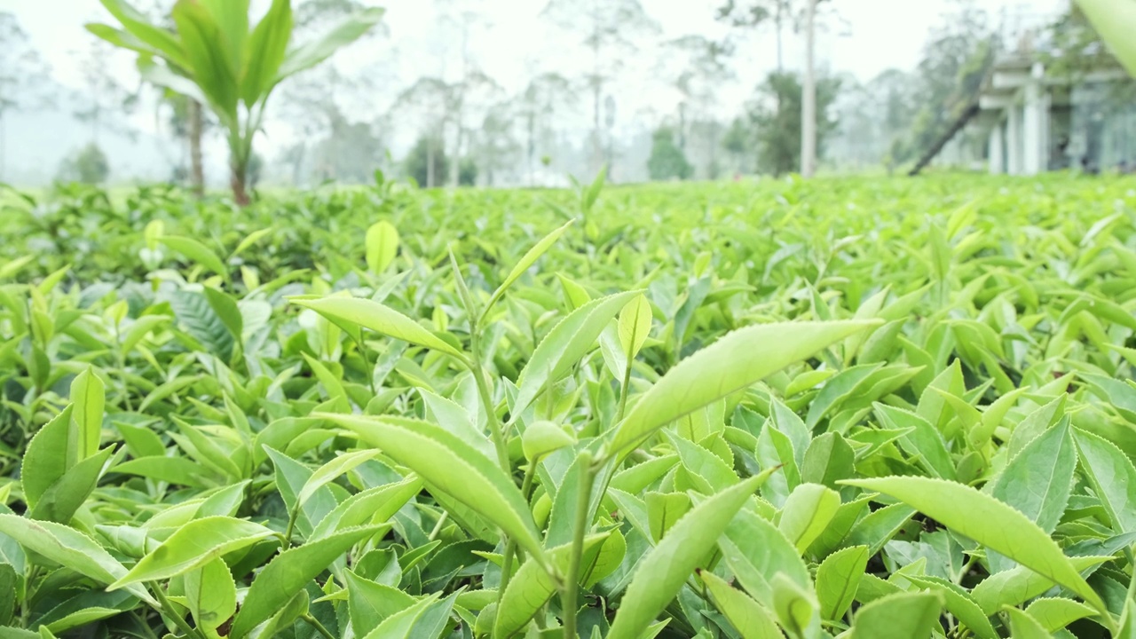 在茶园里采摘茶叶的手特写视频素材