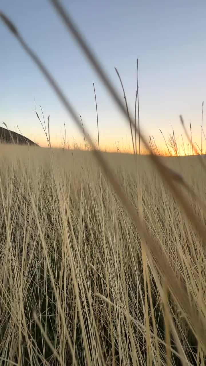 黄色的杂草视频素材