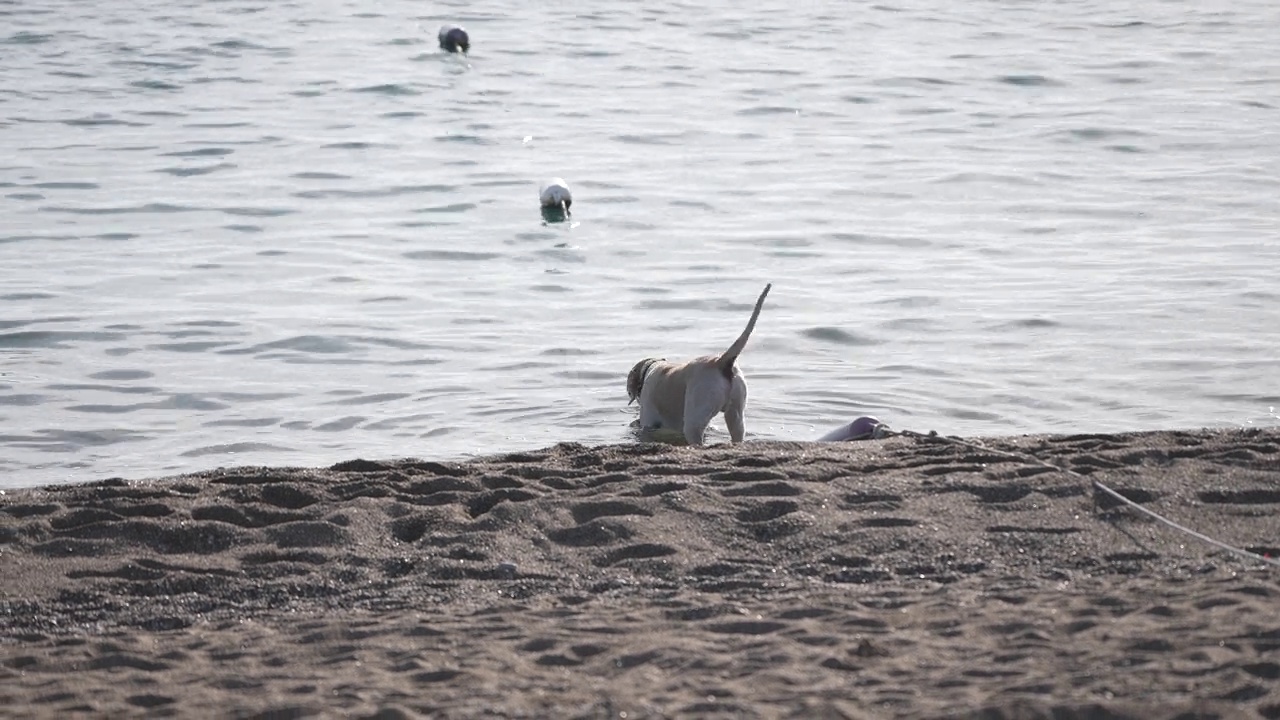 快乐的金毛猎犬在海里游泳视频素材