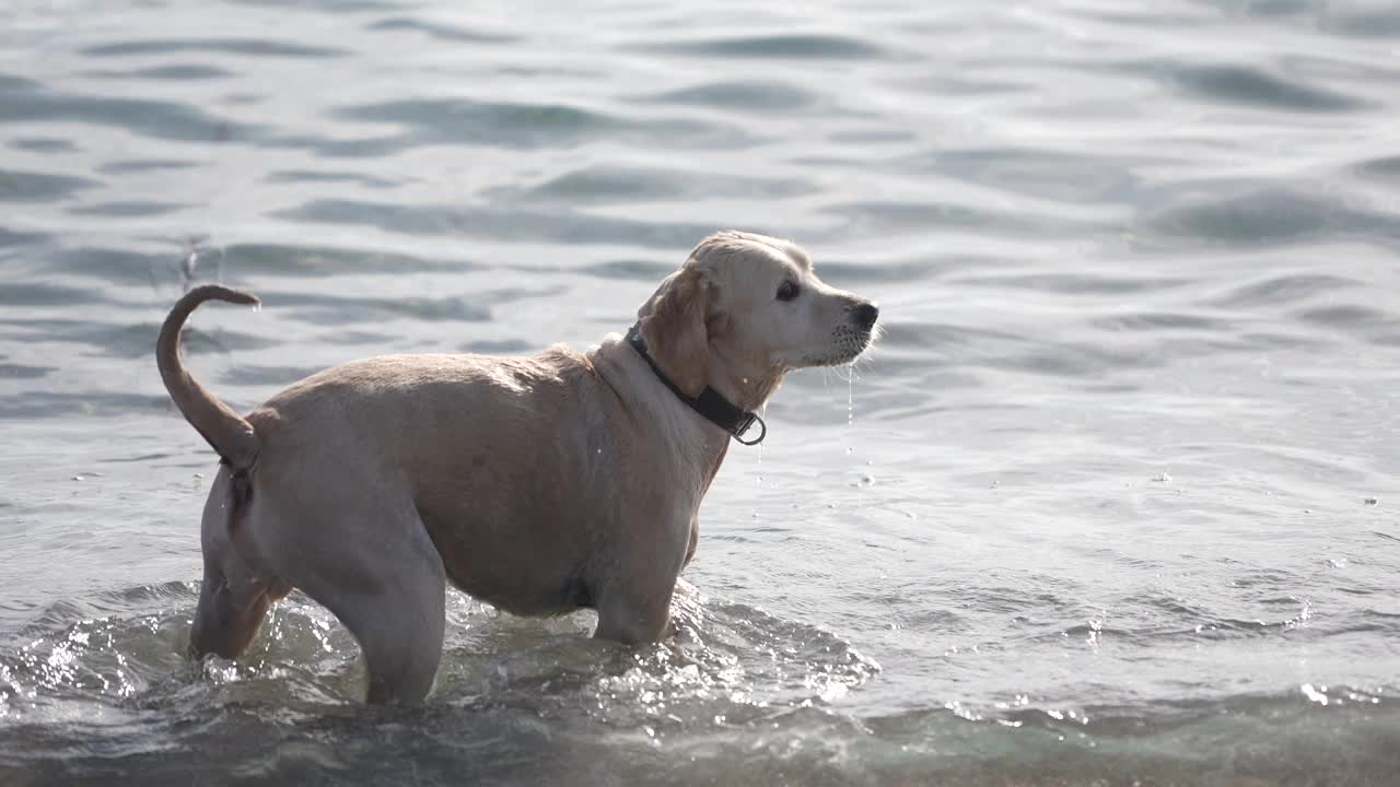 快乐的金毛猎犬在海里游泳的慢动作视频素材