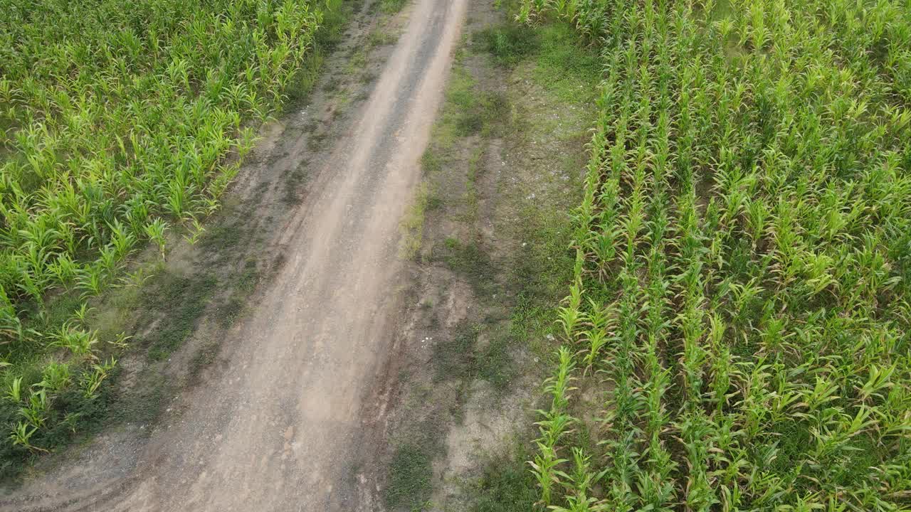 玉米田的鸟瞰图视频素材