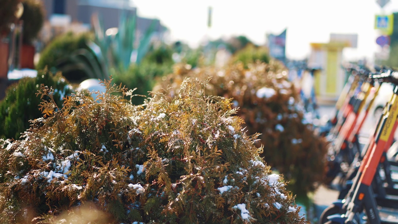 雪花落在绿叶上。绿色草坪上融化的雪。雪下的植物。雪下长着绿叶的树枝。视频素材