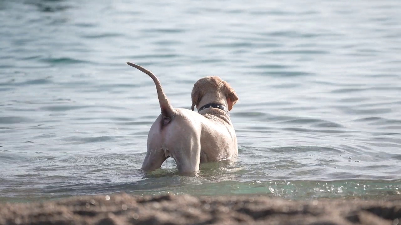 快乐的金毛猎犬在海里游泳视频素材