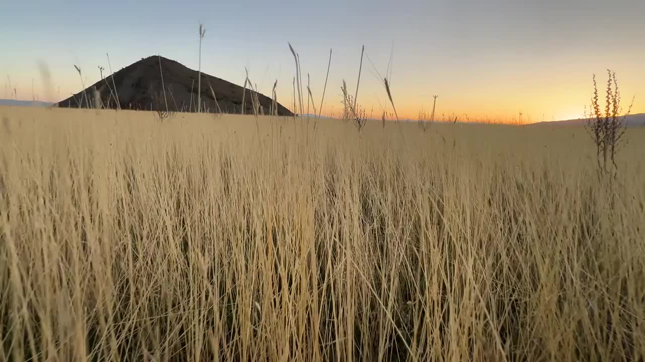 黄色的杂草视频素材