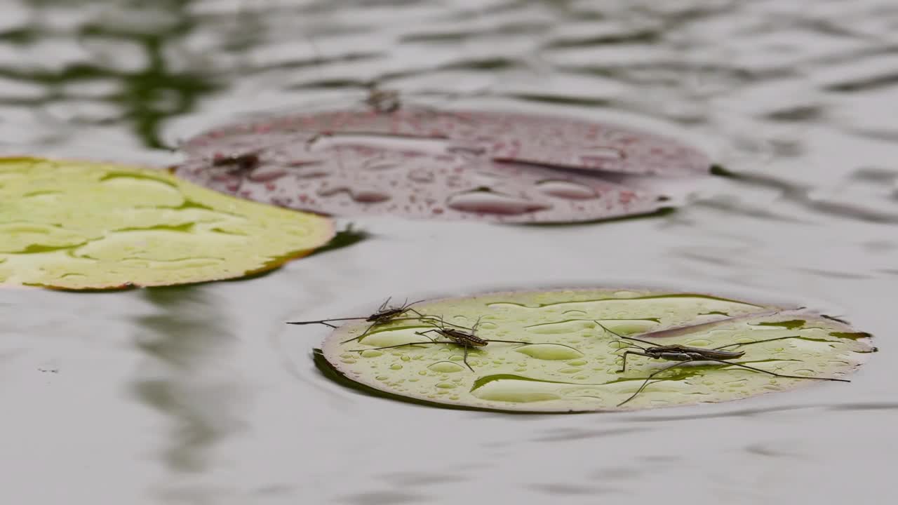 雨中的水面。雨天，一般的池塘溜冰者在睡莲叶子上休息。视频下载