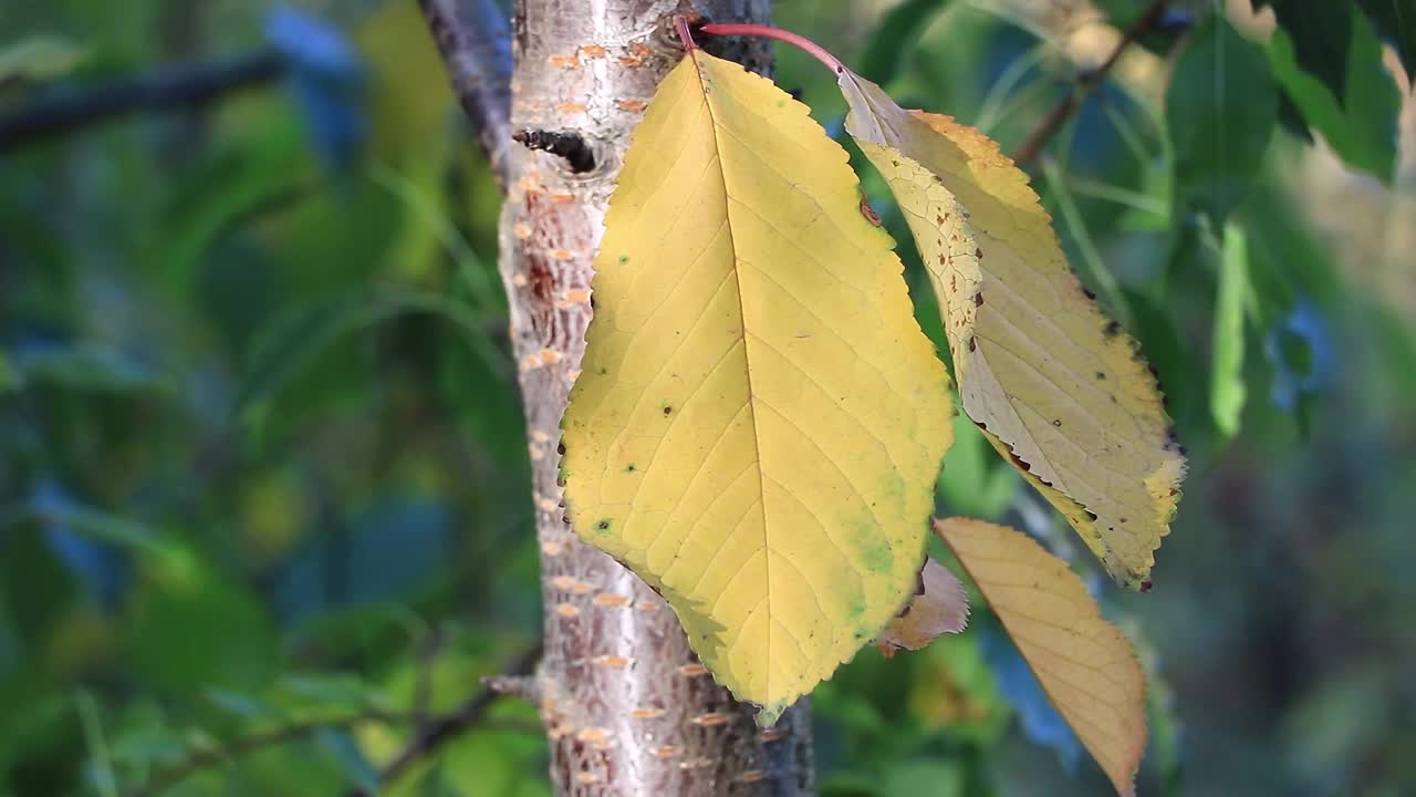 秋天的树叶落在花园里的一棵樱桃树上，近距离观看视频下载