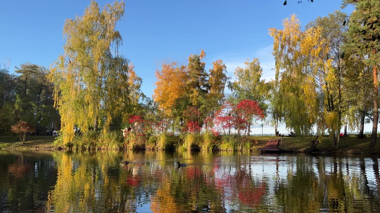 秋天自然风光优美，公园里树木黄红翠绿，树叶倒映在池水里。视频素材