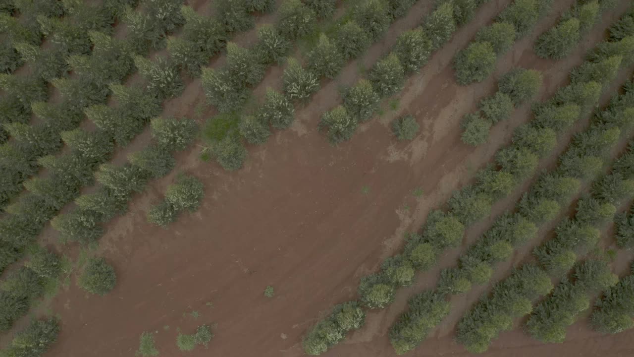 鸟瞰桉树幼林视频素材